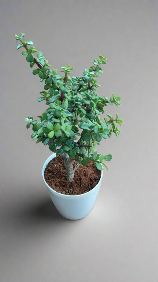 Buy Jade Plant from Idyl