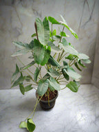 Buy Moss Stick Plant Online