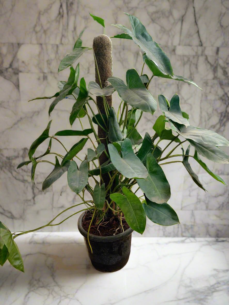 Buy Philodendon Plant Online