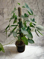Buy Philodendon Plant Online