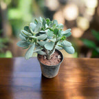 Buy Jade Plant Online