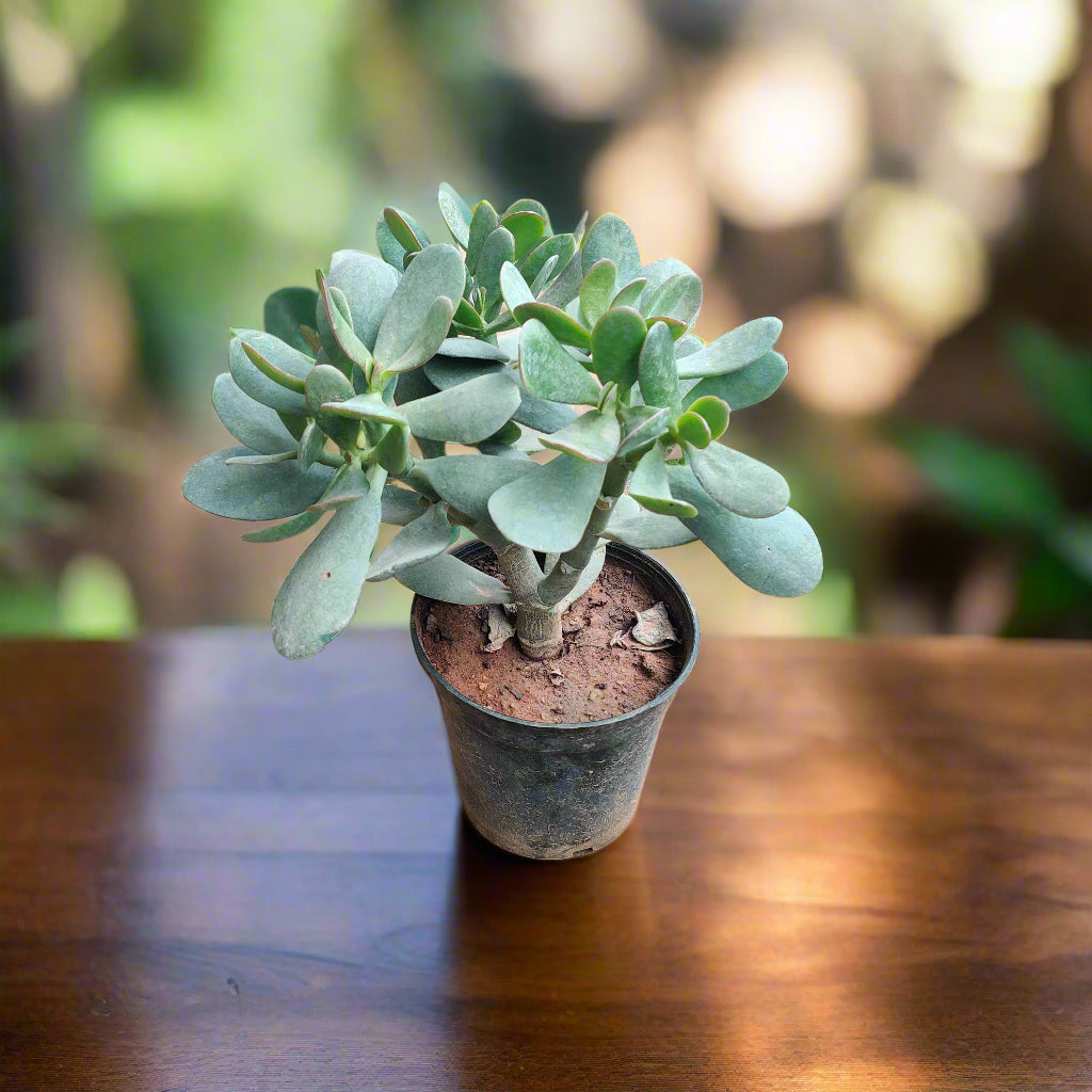 Buy Jade Plant Online