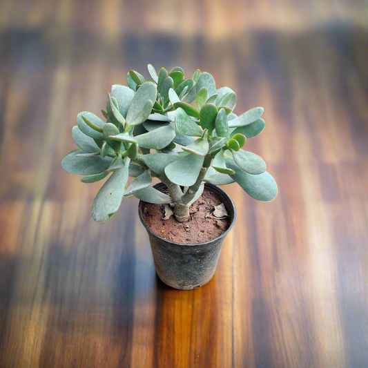 Buy Jade Succulent Plant Online