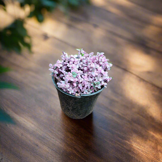 Buy Pink Turtle Vine plant near me