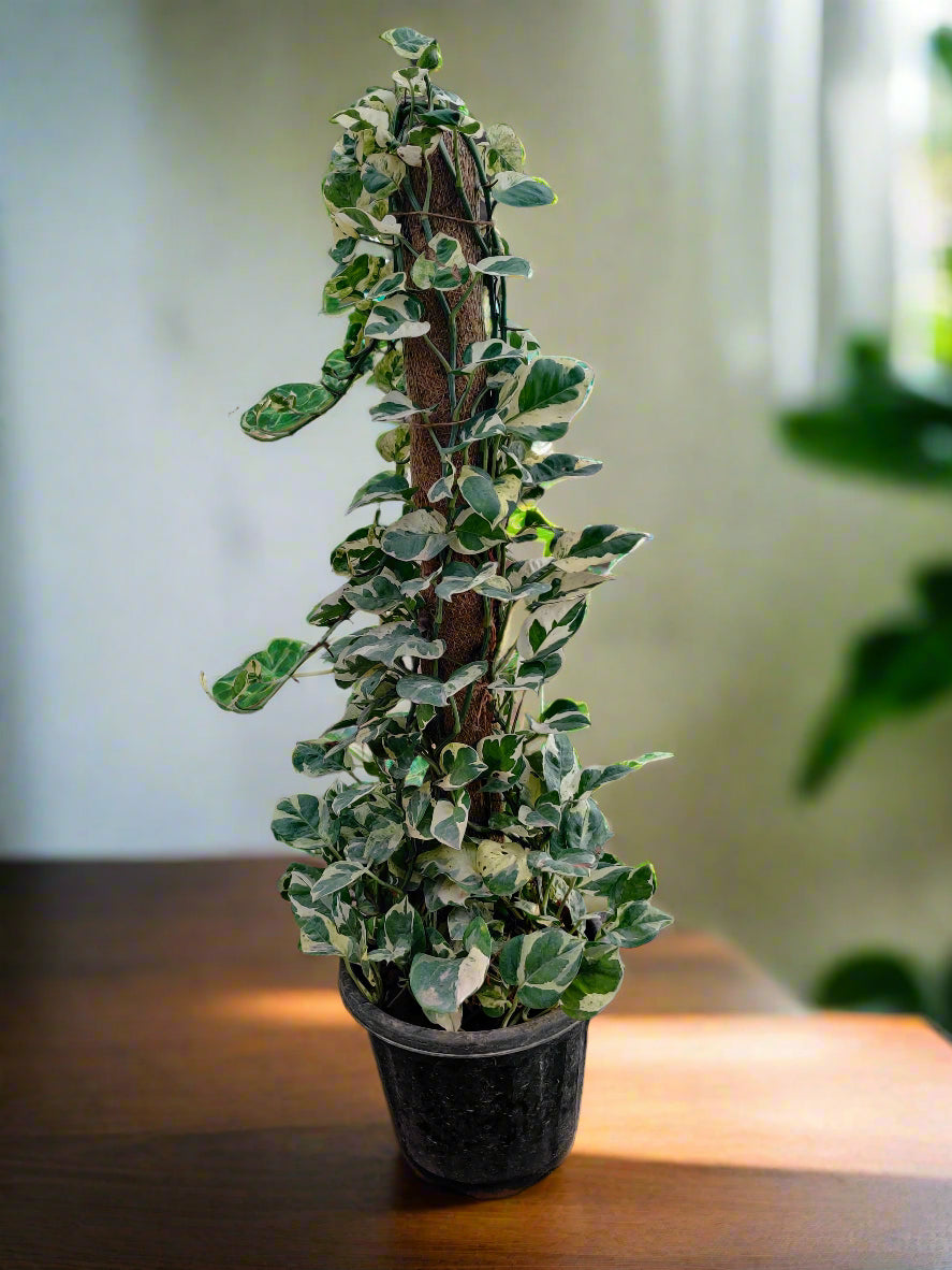 Buy Money Plant Near me