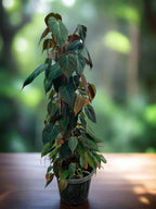 Buy Velvet Leaf Plant near me