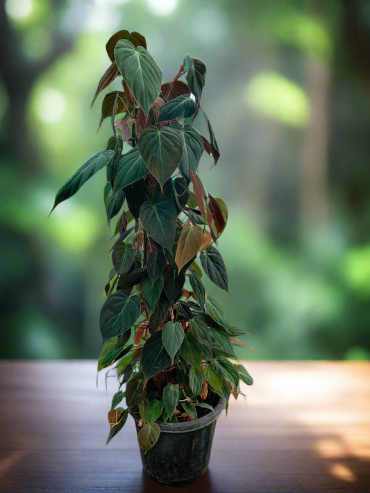 Buy Velvet Leaf Plant near me