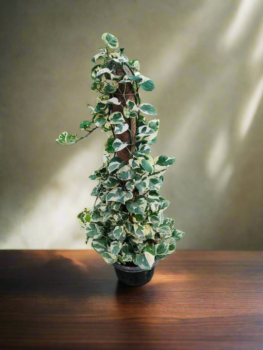 Buy Money Plant Online