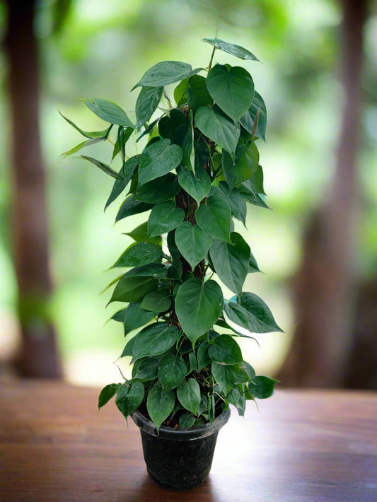 Buy Philodendron Heartleaf Plant Near Me