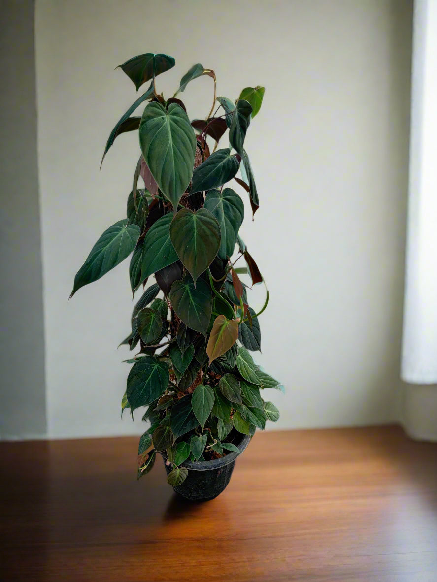 Buy Philodendron Micans Online