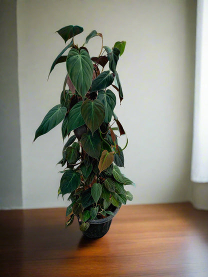 Buy Philodendron Micans Online