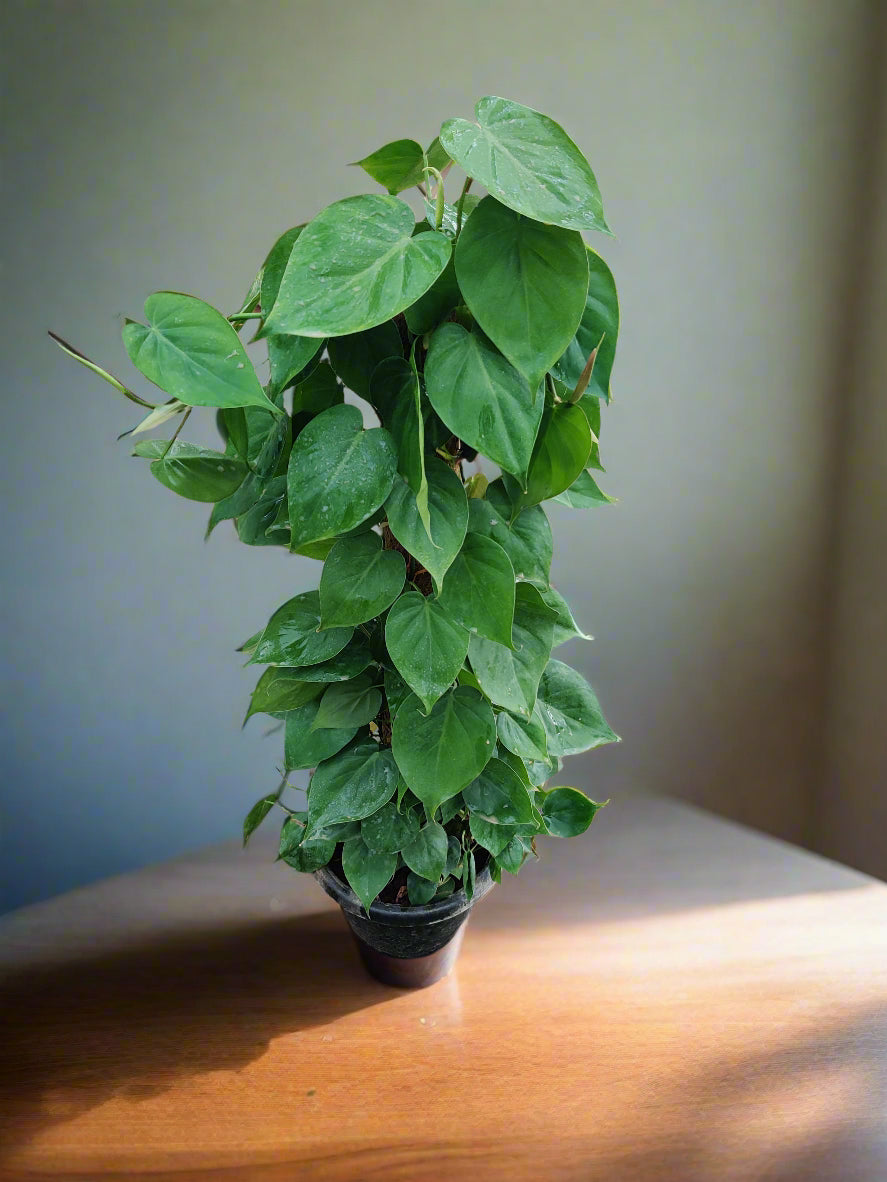 Buy Philodendron Heartleaf Plant Online