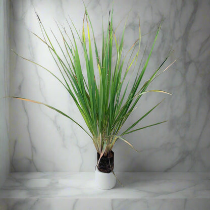 Buy Lemongrass Online - Fresh and Aromatic | Order Now