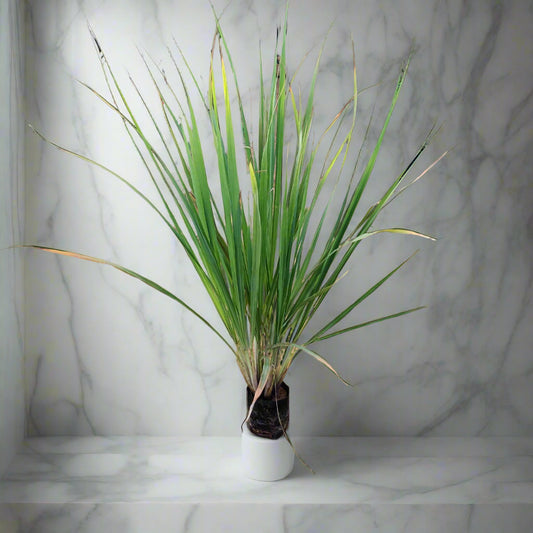 Buy Lemongrass Online - Fresh and Aromatic | Order Now