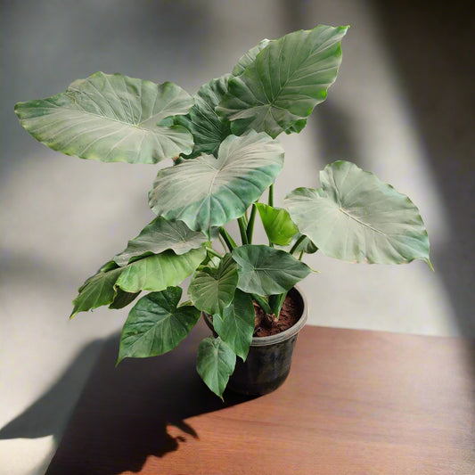 Buy Alocasia Green Plant Online
