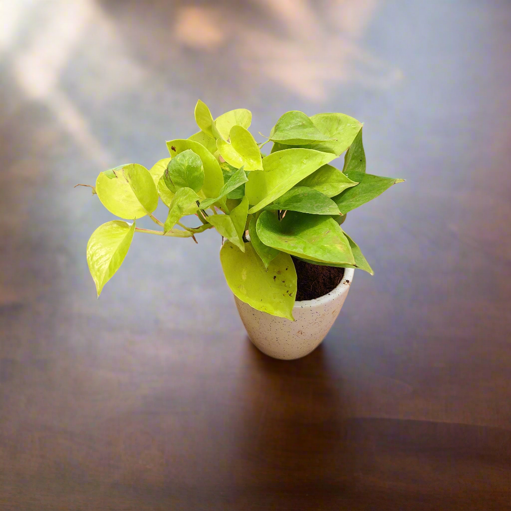 Gold Money Plant in Ceramic Pot