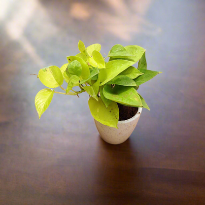 Gold Money Plant in Ceramic Pot