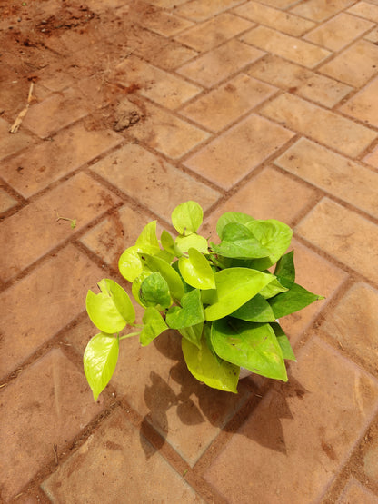 Gold Money Plant in Ceramic Pot