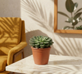 Echeveria Fabiola