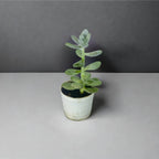 Buy Quality Succulents: Shop the Best in Easy-Care Indoor Plants Online