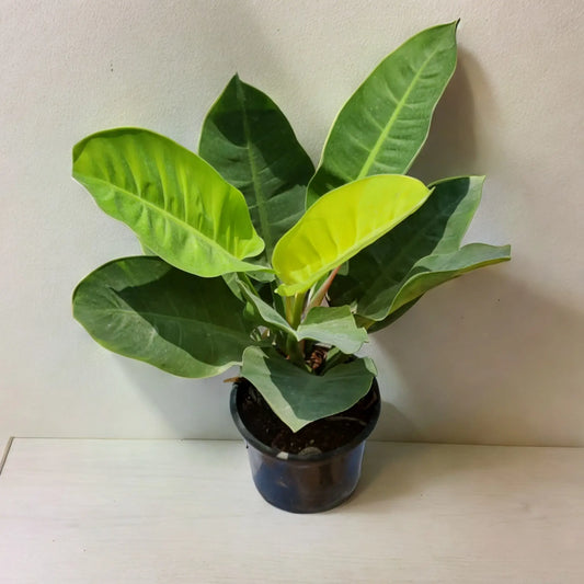 Buy Moonshine Plant Online - Exquisite and Radiant | Order Now