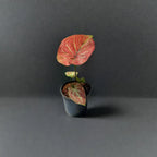 Buy Caladium Plants Online - Stunning and Leafy | Shop Now
