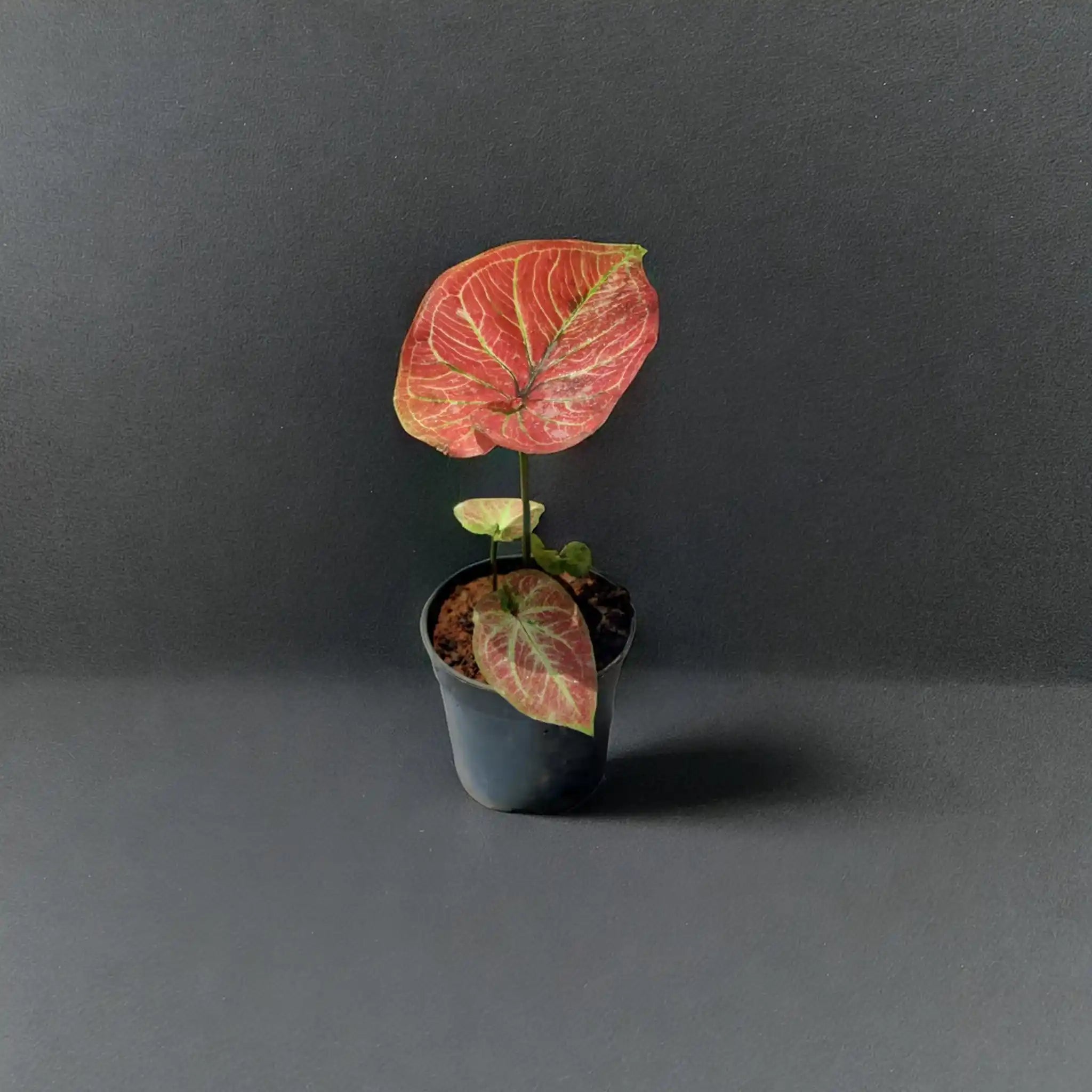 Buy Caladium Plants Online - Stunning and Leafy | Shop Now