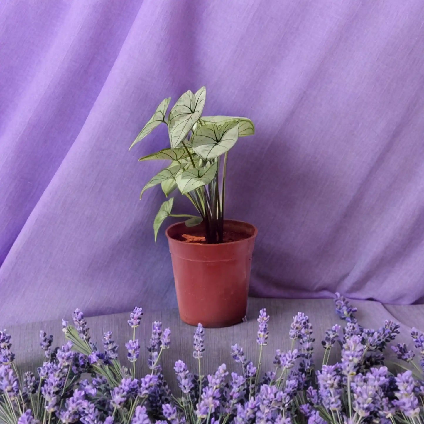 Buy Caladium Plants Online - Striking and Leafy | Order Now
