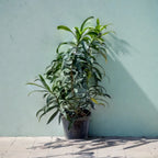 Buy Green Song of India Plant Online - Lush and Graceful | Shop Now