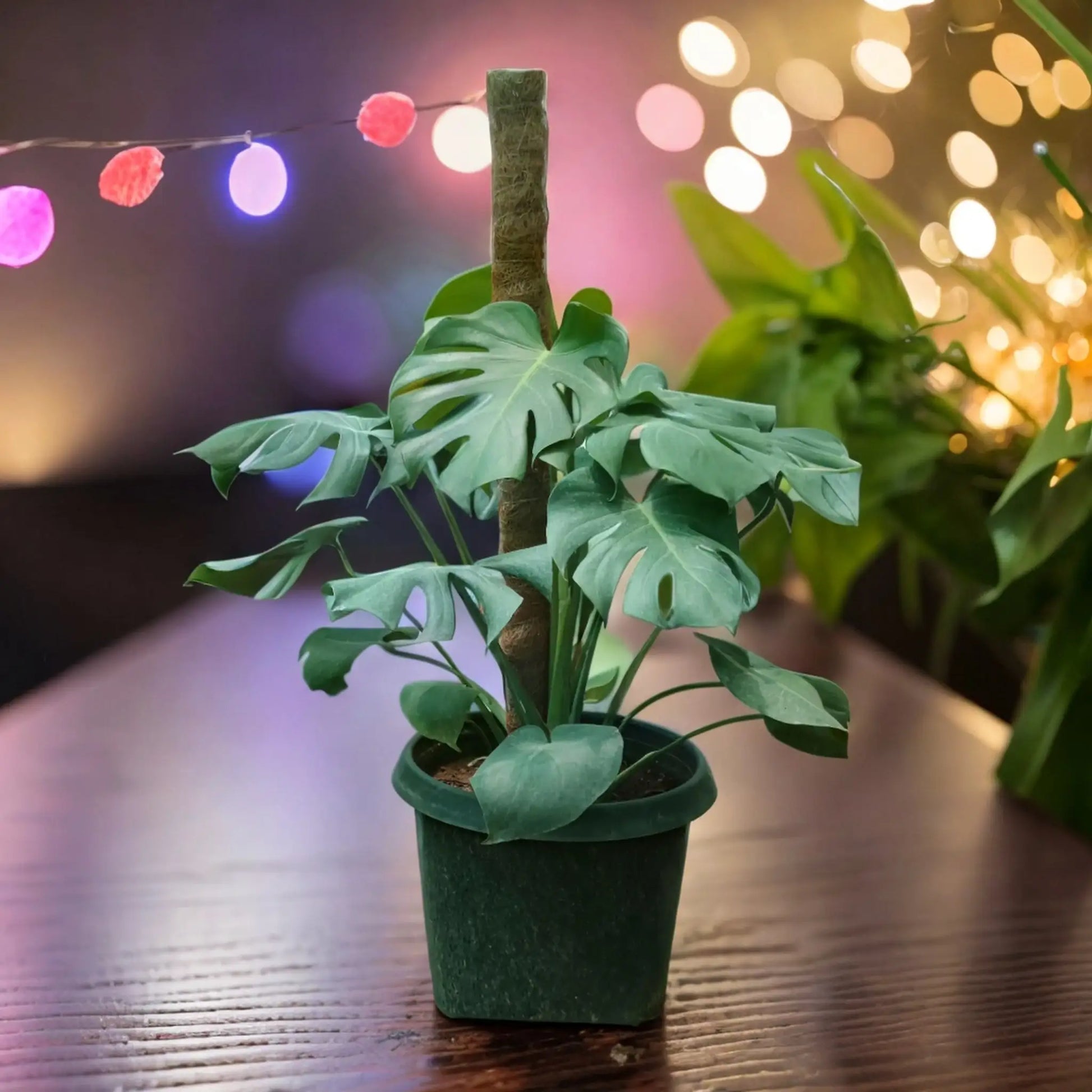 Buy Monstera Plant Online - Trendy and Iconic | Shop Now