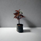Buy Red Iranthimum Plant Online - Vibrant and Striking | Shop Now