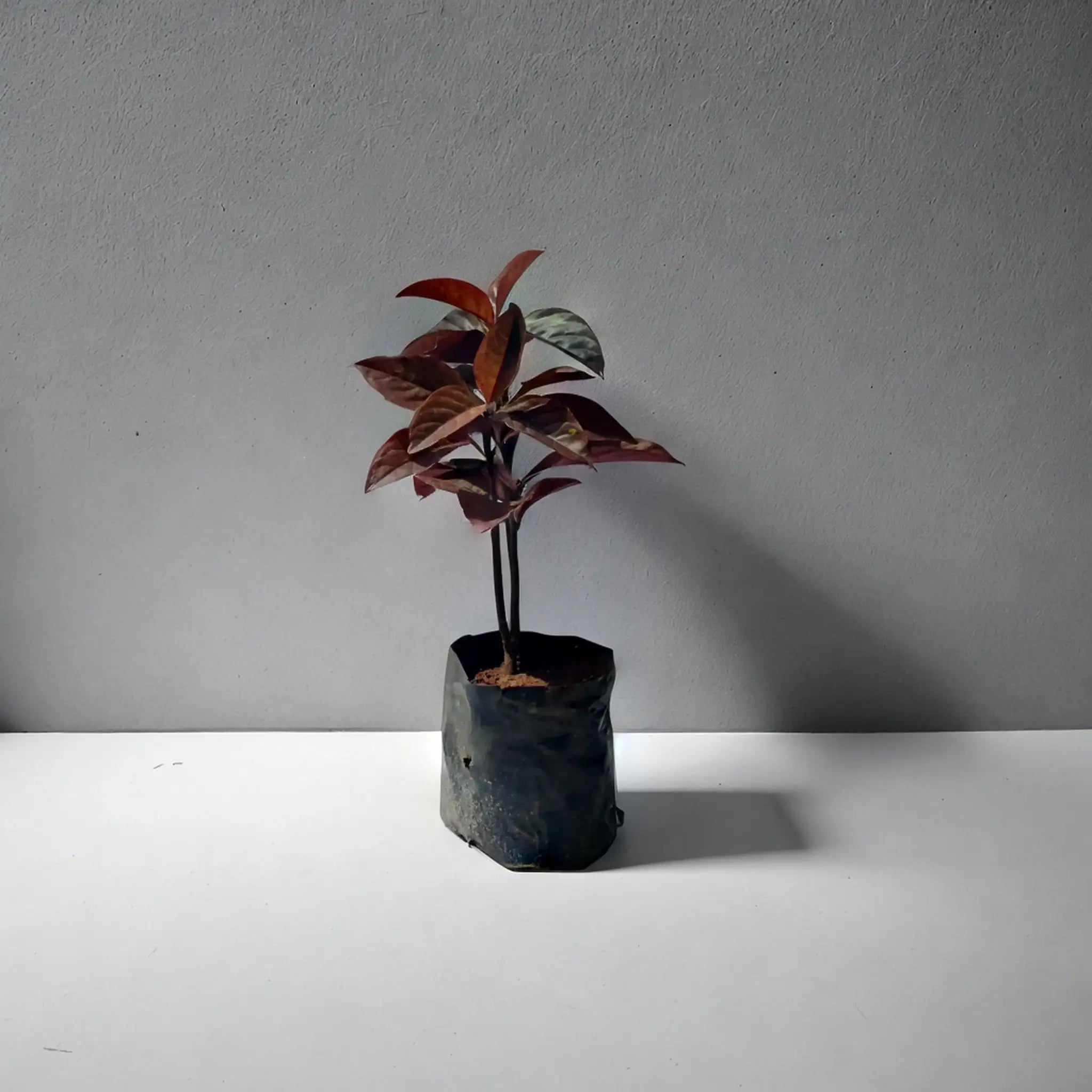 Buy Red Iranthimum Plant Online - Vibrant and Striking | Shop Now