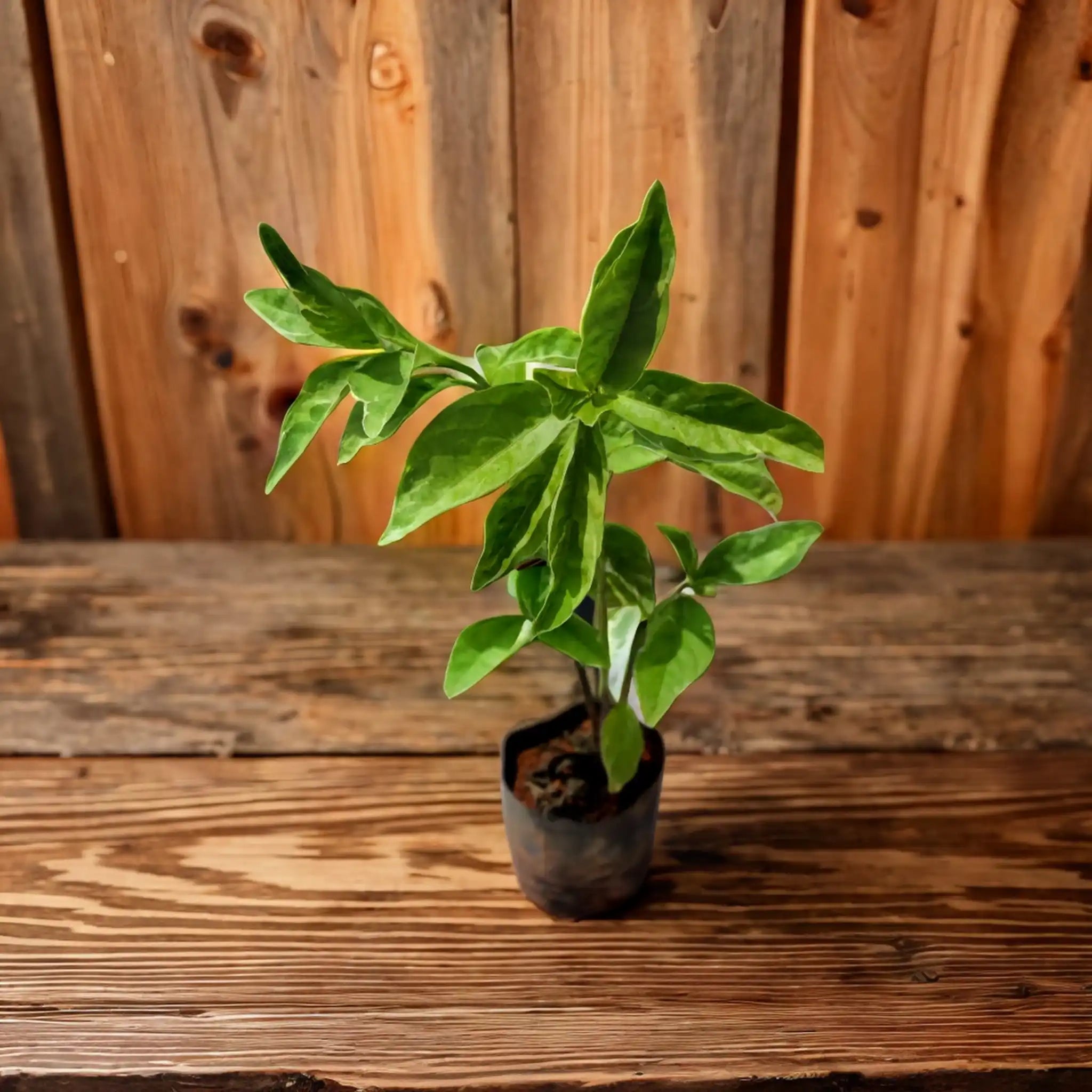 Buy Green Iranthimum Plant Online - Graceful and Charming | Order Now