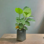 Calathea Lutia: The Elegant Indoor Plant That's Perfect for Adding a Touch of Luxury