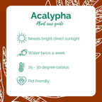 Acalypha/Akalifa