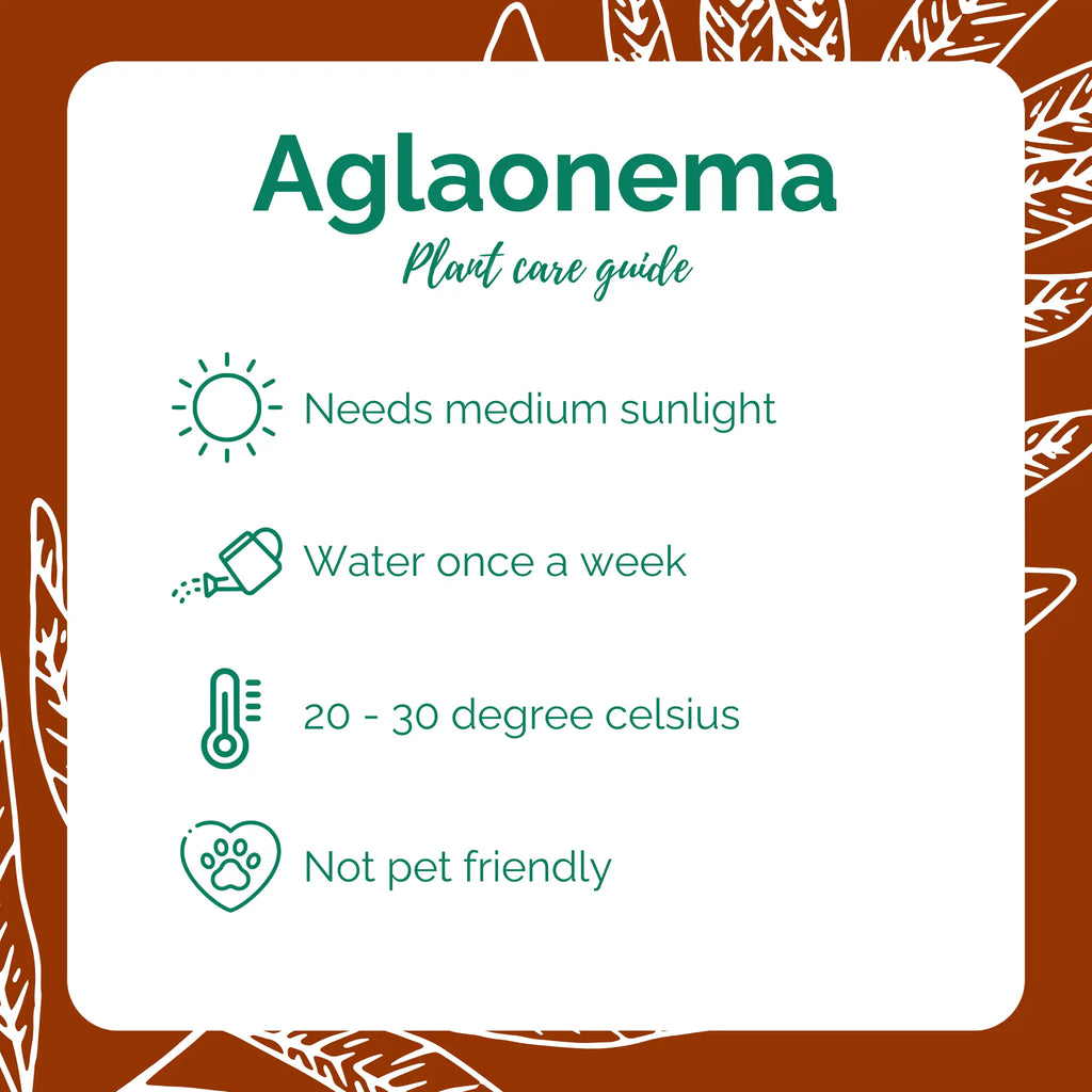 Aglaonema
