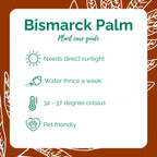 Bismarck Palm (nursery bag)