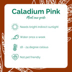 Caladium Pink