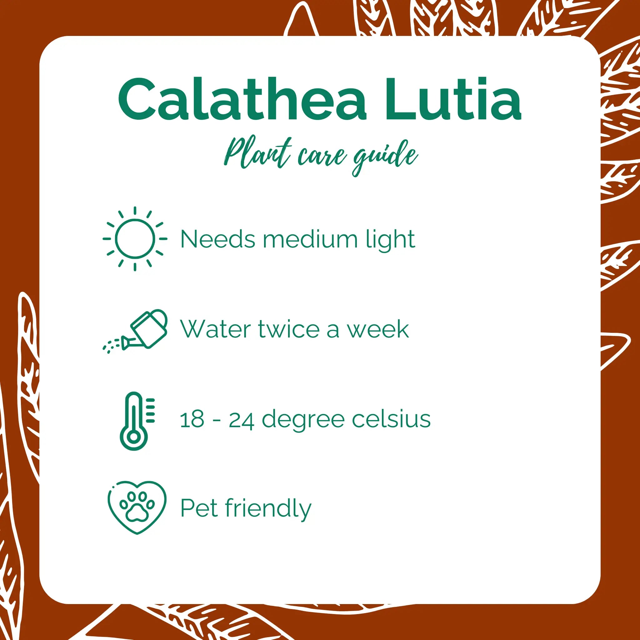 Calathea Lutia (nursery bag)