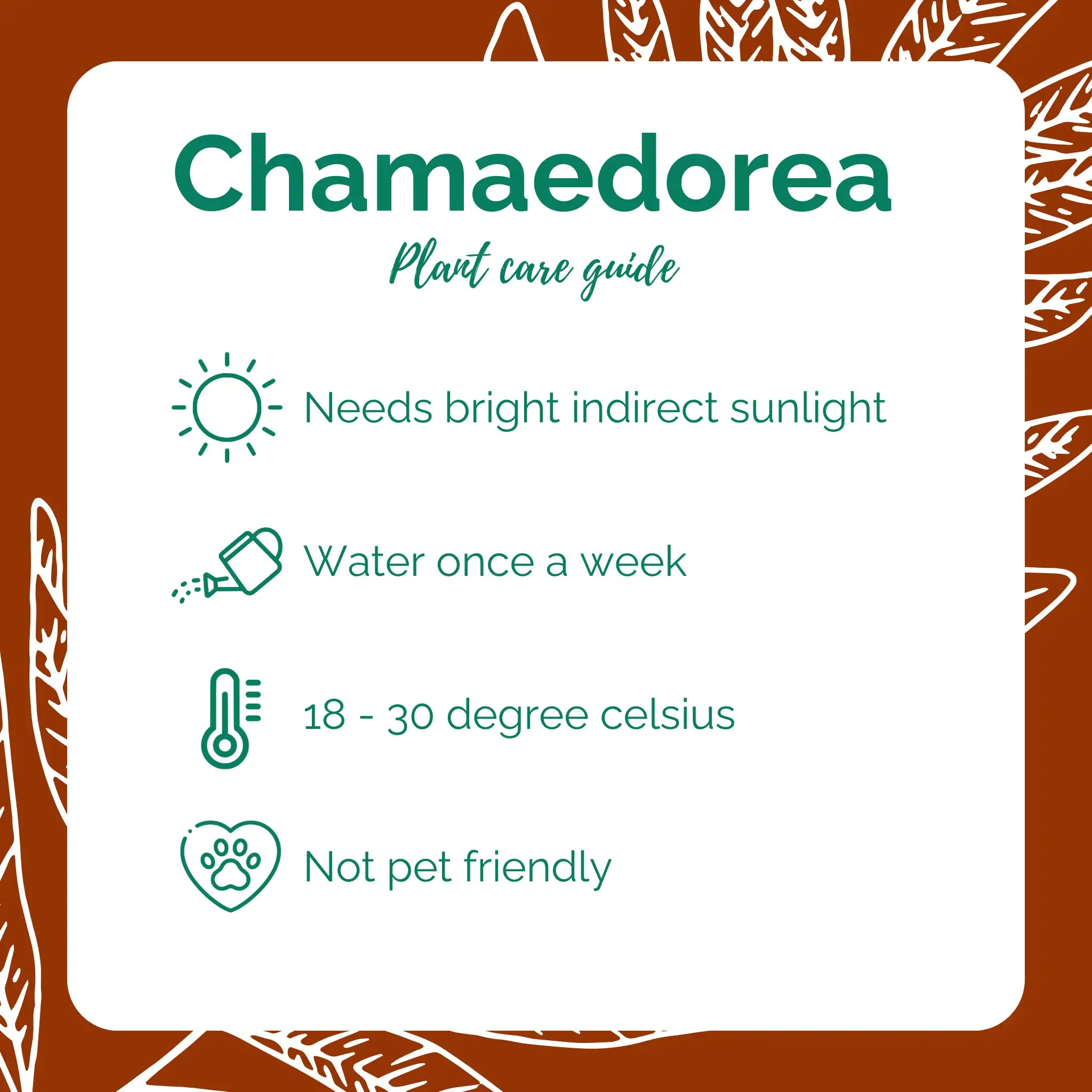 Chamaedorea Palm