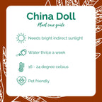China Doll/Red Manchera