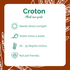 Croton