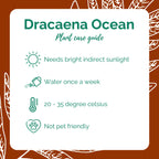 Dracaena Ocean