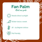 Pachudia/Fan Palm (nursery bag)