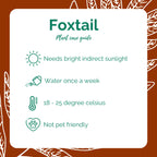 Fern/Foxtail (nursery bag)