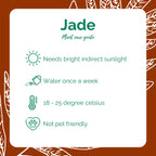 Jade plant care guide