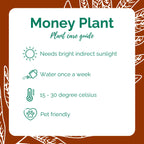 Marble Money Plant