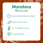 Monstera