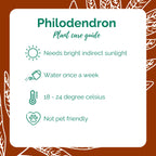 Philodendron Green