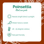 Poinsettia